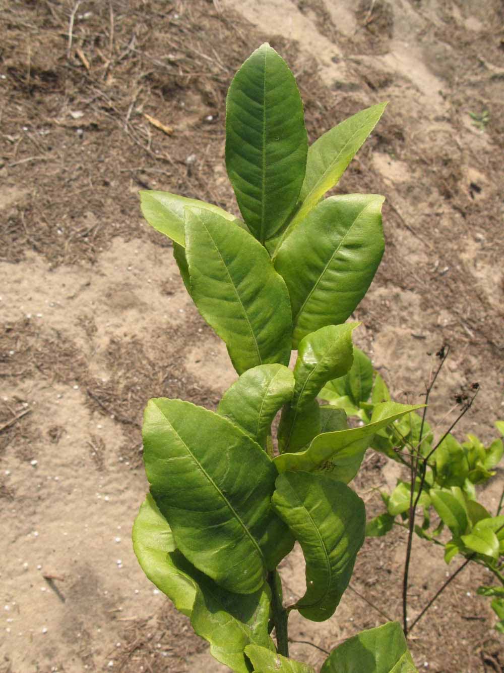            Sun leaves (Winter Haven, FL)   